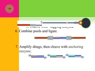 5. Cleave with “tagging enzyme”
19
6. Combine pools and ligate.
7. Amplify ditags, then cleave with anchoring
enzyme.
B
 