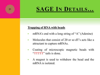SAGE IN DETAILS…
Trapping of RNA with beads
 mRNA’s end with a long string of “A” (Adenine)
 Molecules that consist of 20 or so dT’s acts like a
attractant to capture mRNAs.
 Coating of microscopic magnetic beads with
“TTTTT” tails is done.
 A magnet is used to withdraw the bead and the
mRNA is isolated.
21
 