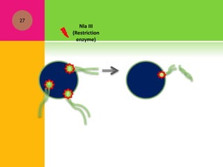 27
B
B
B
Nla III
(Restriction
enzyme)
B
 