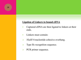 Ligation of Linkers to bound cDNA
 Captured cDNA are then ligated to linkers at their
ends.
 Linkers must contain:
 NlaIII 4-nucleotide cohesive overhang.
 Type IIs recognition sequence.
 PCR primer sequence.
28
 