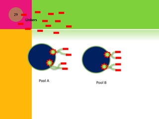 29
B
Linkers
B
B
B
Pool A Pool B
 