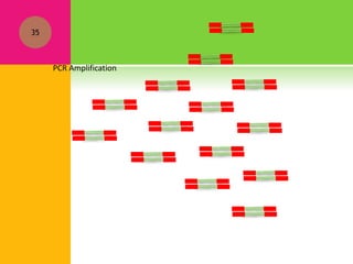 35
PCR Amplification
 
