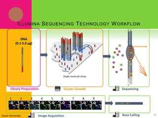 Library Preparation
DNA
(0.1-5.0 μg)
1 2 3 7 8 94 5 6
T G T A C G A T …
ILLUMINA SEQUENCING TECHNOLOGY WORKFLOW
C
C
C
C
A
A
A
T
T
G
G
G
G
Sequencing
Single molecule array
Cluster Growth
Image Acquisition Base Calling
5’
5’3’
T
G
T
A
C
G
A
T
C
A
C
C
C
G
A
T
C
G
A
A
49Alvaro Hernandez
 