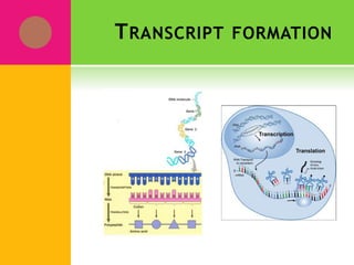 TRANSCRIPT FORMATION
 