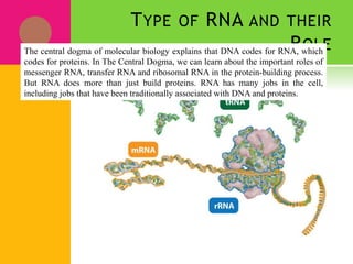 TYPE OF RNA AND THEIR
ROLEThe central dogma of molecular biology explains that DNA codes for RNA, which
codes for proteins. In The Central Dogma, we can learn about the important roles of
messenger RNA, transfer RNA and ribosomal RNA in the protein-building process.
But RNA does more than just build proteins. RNA has many jobs in the cell,
including jobs that have been traditionally associated with DNA and proteins.
 