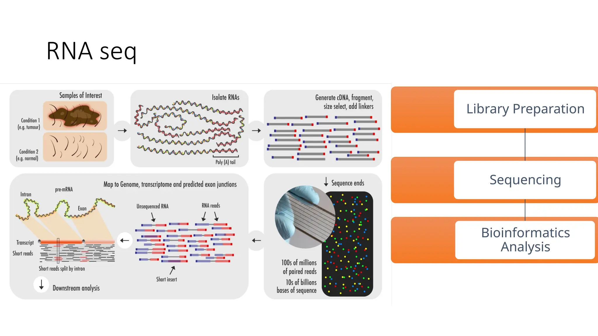 Transcriptomics and its application in health and diseases.pptx