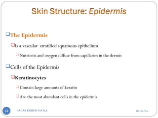 The Epidermis
Is a vascular stratified squamous epithelium
Nutrients and oxygen diffuse from capillaries in the dermis
Cells of the Epidermis
Keratinocytes
Contain large amounts of keratin
Are the most abundant cells in the epidermis
06/04/16SAGAR KISHOR SAVALE14
 
