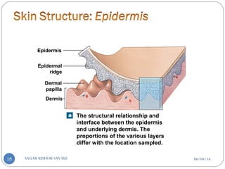 The structural relationship and
interface between the epidermis
and underlying dermis. The
proportions of the various layers
differ with the location sampled.
Dermis
Epidermis
Epidermal
ridge
Dermal
papilla
06/04/16SAGAR KISHOR SAVALE16
 