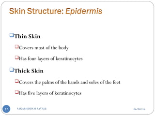 Thin Skin
Covers most of the body
Has four layers of keratinocytes
Thick Skin
Covers the palms of the hands and soles of the feet
Has five layers of keratinocytes
06/04/16SAGAR KISHOR SAVALE17
 