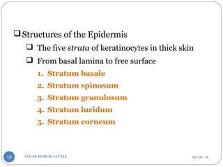 Structures of the Epidermis
 The five strata of keratinocytes in thick skin
 From basal lamina to free surface
1. Stratum basale
2. Stratum spinosum
3. Stratum granulosum
4. Stratum lucidum
5. Stratum corneum
06/04/16SAGAR KISHOR SAVALE18
 