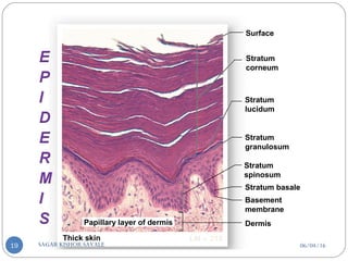 Thick skin LM × 210
Surface
Stratum
corneum
Stratum
lucidum
Stratum
granulosum
Stratum
spinosum
Stratum basale
Basement
membrane
DermisPapillary layer of dermis
06/04/16SAGAR KISHOR SAVALE19
 