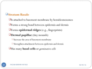 Stratum Basale
Is attached to basement membrane by hemidesmosomes
Forms a strong bond between epidermis and dermis
Forms epidermal ridges (e.g., fingerprints)
Dermal papillae (tiny mounds)
 Increase the area of basement membrane
 Strengthen attachment between epidermis and dermis
Has many basal cells or germinative cells
06/04/16SAGAR KISHOR SAVALE20
 