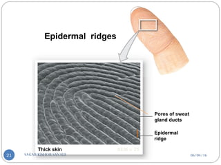Thick skin SEM × 25
Epidermal
ridge
Pores of sweat
gland ducts
Epidermal ridges
06/04/16SAGAR KISHOR SAVALE21
 