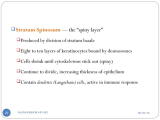 Stratum Spinosum — the “spiny layer”
Produced by division of stratum basale
Eight to ten layers of keratinocytes bound by desmosomes
Cells shrink until cytoskeletons stick out (spiny)
Continue to divide, increasing thickness of epithelium
Contain dendritic (Langerhans) cells, active in immune response
06/04/16SAGAR KISHOR SAVALE22
 
