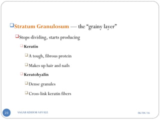 Stratum Granulosum — the “grainy layer”
Stops dividing, starts producing
 Keratin
A tough, fibrous protein
Makes up hair and nails
 Keratohyalin
Dense granules
Cross-link keratin fibers
06/04/16SAGAR KISHOR SAVALE23
 