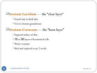 Stratum Lucidum — the “clear layer”
 Found only in thick skin
 Covers stratum granulosum
Stratum Corneum — the “horn layer”
 Exposed surface of skin
 15 to 30 layers of keratinized cells
 Water resistant
 Shed and replaced every 2 weeks
06/04/16SAGAR KISHOR SAVALE24
 