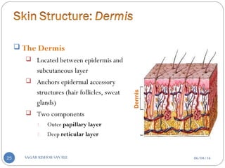  The Dermis
 Located between epidermis and
subcutaneous layer
 Anchors epidermal accessory
structures (hair follicles, sweat
glands)
 Two components
1. Outer papillary layer
2. Deep reticular layer Dermis
06/04/16SAGAR KISHOR SAVALE25
 