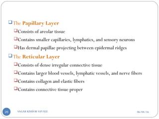 The Papillary Layer
Consists of areolar tissue
Contains smaller capillaries, lymphatics, and sensory neurons
Has dermal papillae projecting between epidermal ridges
The Reticular Layer
Consists of dense irregular connective tissue
Contains larger blood vessels, lymphatic vessels, and nerve fibers
Contains collagen and elastic fibers
Contains connective tissue proper
06/04/16SAGAR KISHOR SAVALE26
 