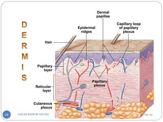Hair
Papillary
layer
Reticular
layer
Cutaneous
plexus
Papillary
plexus
Epidermal
ridges
Dermal
papillae
Capillary loop
of papillary
plexus
06/04/16SAGAR KISHOR SAVALE28
 