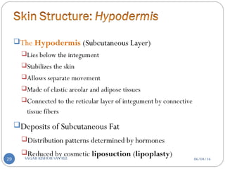 The Hypodermis (Subcutaneous Layer)
Lies below the integument
Stabilizes the skin
Allows separate movement
Made of elastic areolar and adipose tissues
Connected to the reticular layer of integument by connective
tissue fibers
Deposits of Subcutaneous Fat
Distribution patterns determined by hormones
Reduced by cosmetic liposuction (lipoplasty)
06/04/16SAGAR KISHOR SAVALE29
 