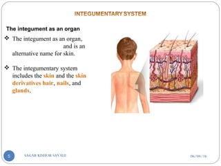 The integument as an organ
 The integument as an organ,
and is an
alternative name for skin.
 The integumentary system
includes the skin and the skin
derivatives hair, nails, and
glands.
06/04/16SAGAR KISHOR SAVALE5
 