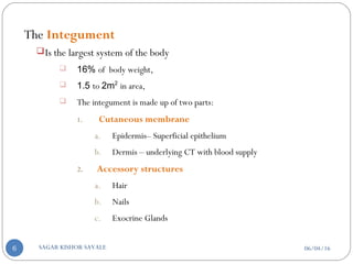 The Integument
Is the largest system of the body
 16% of body weight,
 1.5 to 2m2
in area,
 The integument is made up of two parts:
1. Cutaneous membrane
a. Epidermis– Superficial epithelium
b. Dermis – underlying CT with blood supply
2. Accessory structures
a. Hair
b. Nails
c. Exocrine Glands
06/04/16SAGAR KISHOR SAVALE6
 