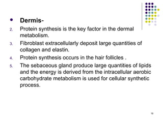    Dermis-
2.   Protein synthesis is the key factor in the dermal
     metabolism.
3.   Fibroblast extracellularly deposit large quantities of
     collagen and elastin.
4.   Protein synthesis occurs in the hair follicles .
5.   The sebaceous gland produce large quantities of lipids
     and the energy is derived from the intracellular aerobic
     carbohydrate metabolism is used for cellular synthetic
     process.




                                                            19
 