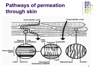 Pathways of permeation
through skin




                         22
 