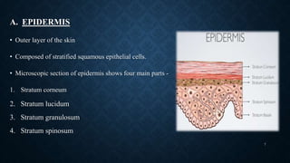 A. EPIDERMIS
• Outer layer of the skin
• Composed of stratified squamous epithelial cells.
• Microscopic section of epidermis shows four main parts -
1. Stratum corneum
2. Stratum lucidum
3. Stratum granulosum
4. Stratum spinosum
7
 
