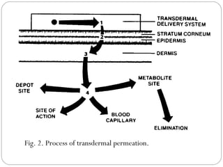 Fig. 2. Process of transdermal permeation. 