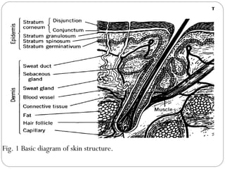Fig. 1 Basic diagram of skin structure. 