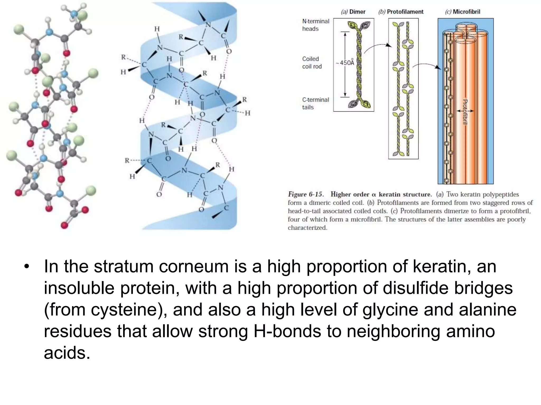 • In the stratum corneum is a high proportion of keratin, an
insoluble protein, with a high proportion of disulfide bridges
(from cysteine), and also a high level of glycine and alanine
residues that allow strong H-bonds to neighboring amino
acids.
 