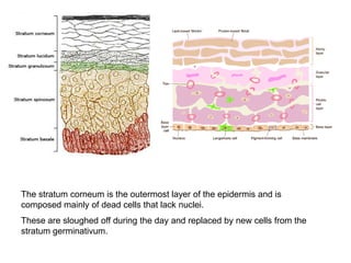 The stratum corneum is the outermost layer of the epidermis and is
composed mainly of dead cells that lack nuclei.
These are sloughed off during the day and replaced by new cells from the
stratum germinativum.
 