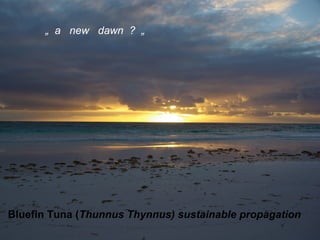 „ a new dawn ? „




Bluefin Tuna (Thunnus Thynnus) sustainable propagation
 