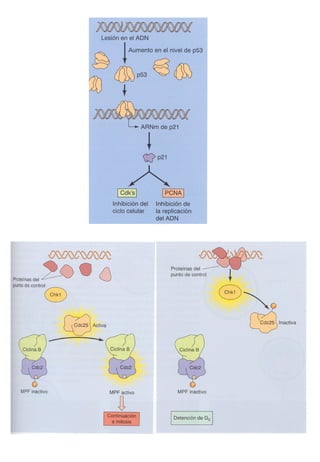 Transducción señales celulares