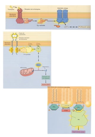 Transducción señales celulares