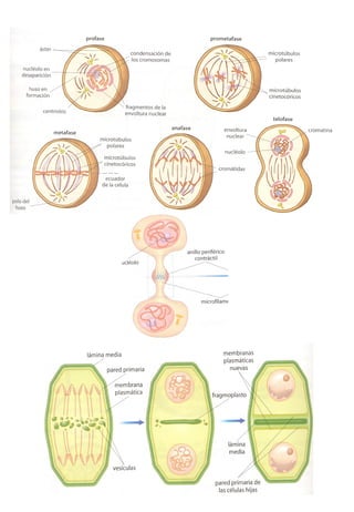 Transducción señales celulares