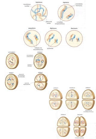 Transducción señales celulares