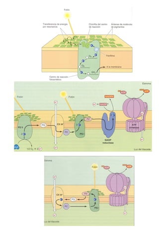 Transducción señales celulares