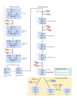 Transducción señales celulares