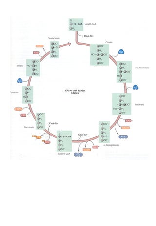 Transducción señales celulares