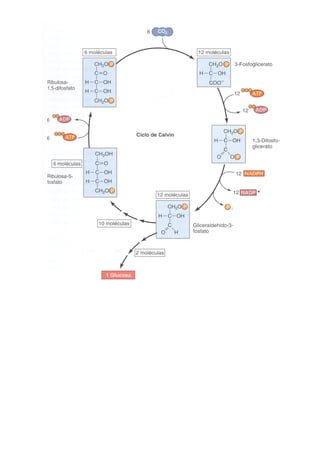 Transducción señales celulares