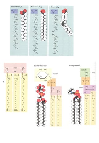 Transducción señales celulares