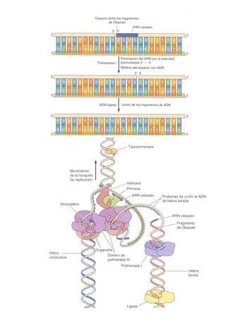 Transducción señales celulares