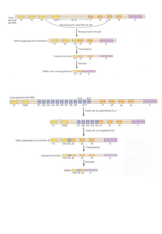Transducción señales celulares