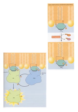 Transducción señales celulares