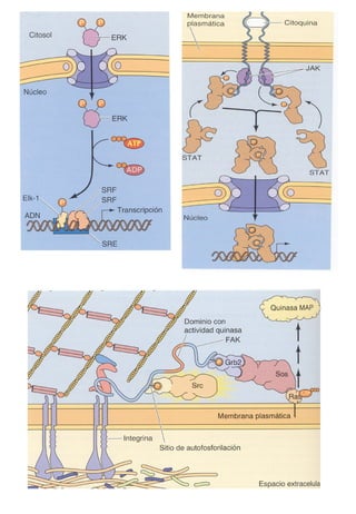 Transducción señales celulares