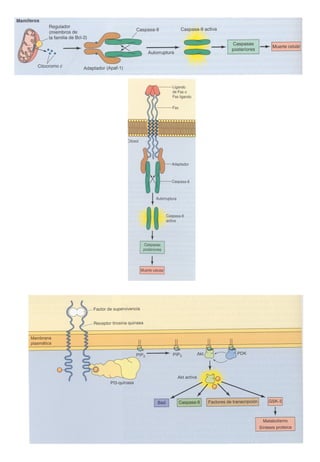 Transducción señales celulares