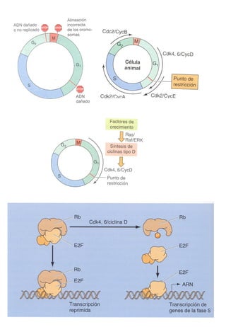 Transducción señales celulares