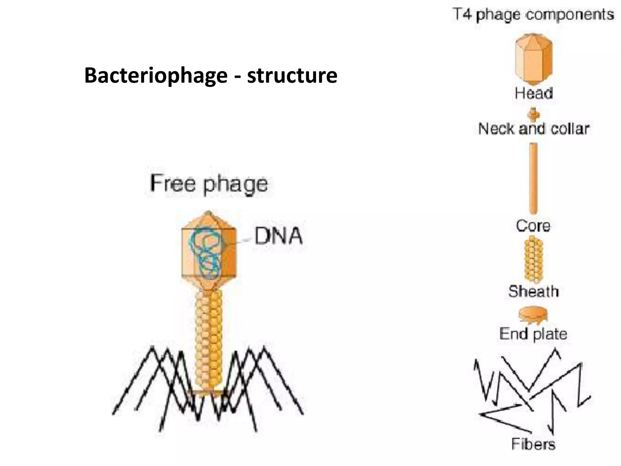 Bacteriophage - structure
 